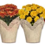 Trader Joe's Assorted Mum Plants