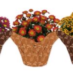 Trader Joe's Mum Fleurettes