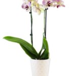 Trader Joe's Phalaenopsis Orchid, Assorted Colors
