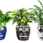 Trader Joe's Sugar Skull with Premium Foliage