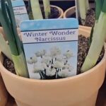 Trader Joe's Winter Wonder Narcissus