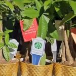 Trader Joe's Money Tree