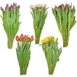 Trader Joe's Tulips 20 Stem Bunch