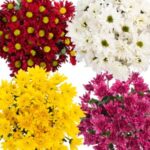 Trader Joe's Big Bunch Chrysanthemum