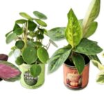 Trader Joe's Mini Can Foliage