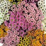 Trader Joe's Dotty Micro Poms Bunch