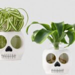 Trader Joe's Brainiac Water Root Plant