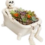 Trader Joe's Bare Bones Succulent Garden